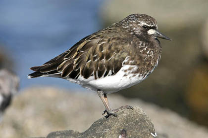 Black Turnstone