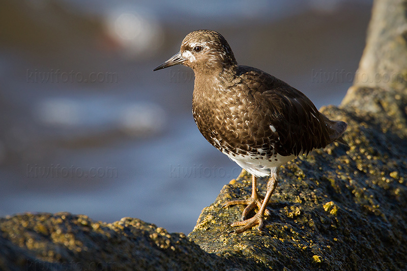 Black Turnstone Picture @ Kiwifoto.com