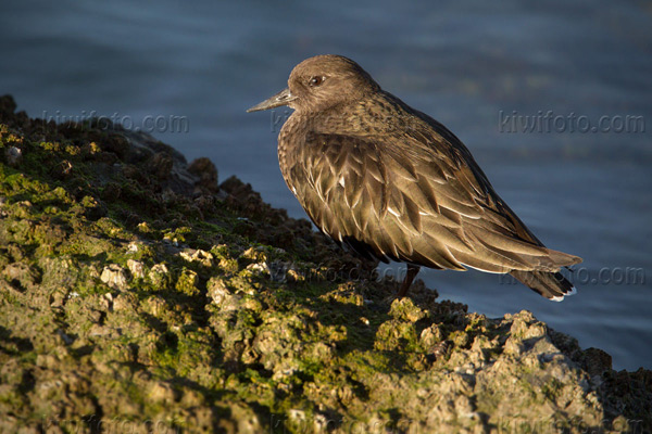 Black Turnstone Photo @ Kiwifoto.com