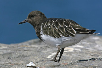 Black Turnstone Photo @ Kiwifoto.com