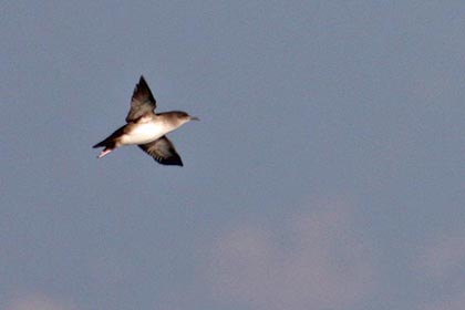 Black-vented Shearwater Photo @ Kiwifoto.com