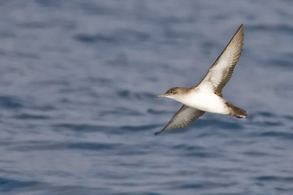 Black-vented Shearwater Photo @ Kiwifoto.com