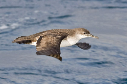 Black-vented Shearwater Image @ Kiwifoto.com