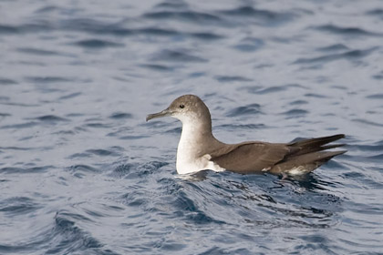 Black-vented Shearwater