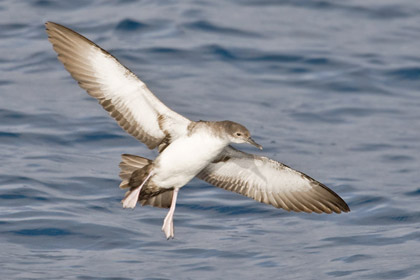 Black-vented Shearwater Photo @ Kiwifoto.com