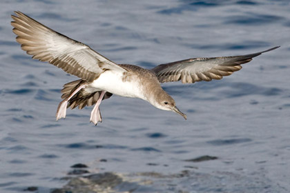 Black-vented Shearwater