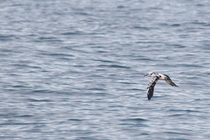 Black-vented Shearwater (Leucistic)