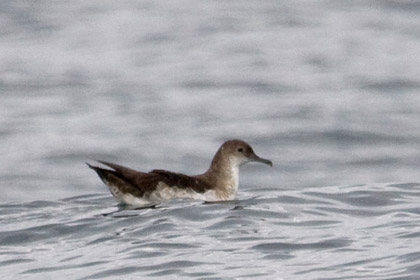 Black-vented Shearwater Photo @ Kiwifoto.com