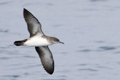 Black-vented Shearwater