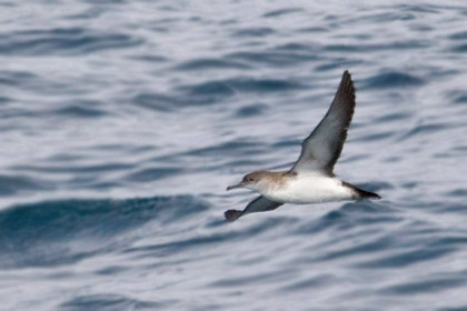 Black-vented Shearwater Picture @ Kiwifoto.com