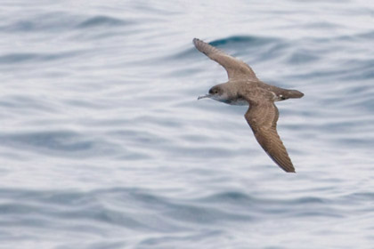 Black-vented Shearwater Photo @ Kiwifoto.com