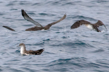 Black-vented Shearwater Image @ Kiwifoto.com