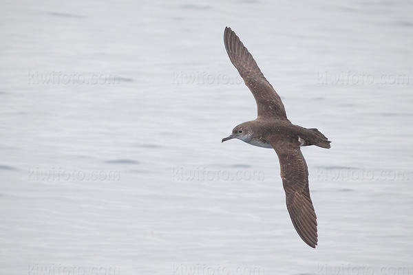 Black-vented Shearwater Photo @ Kiwifoto.com