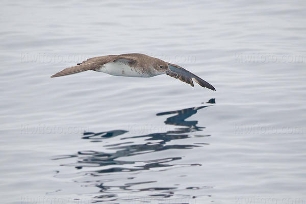 Black-vented Shearwater Picture @ Kiwifoto.com