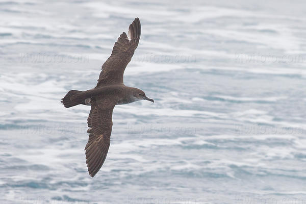 Black-vented Shearwater Picture @ Kiwifoto.com