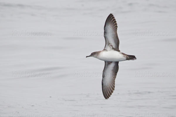 Black-vented Shearwater Photo @ Kiwifoto.com