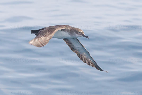 Black-vented Shearwater Picture @ Kiwifoto.com