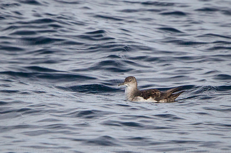 Black-vented Shearwater @ Redondo Beach (pelagic waters), CA