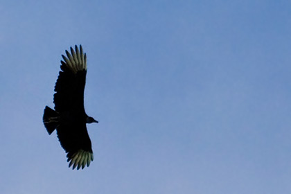 Black Vulture Picture @ Kiwifoto.com