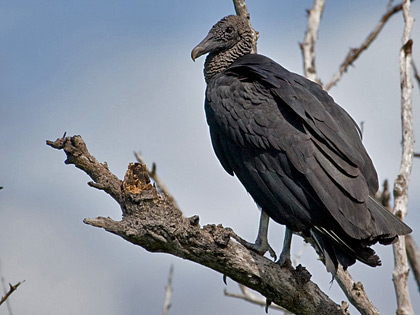 Black Vulture Picture @ Kiwifoto.com