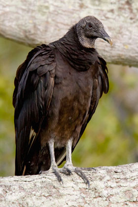 Black Vulture Photo @ Kiwifoto.com
