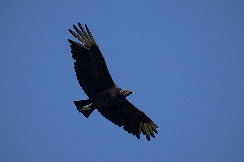 Black Vulture @ Addyston, OH (Kirby Nature Center)