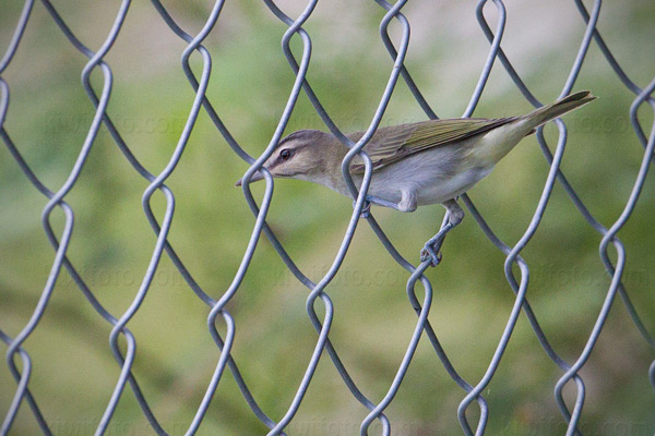 Black-whiskered Vireo Picture @ Kiwifoto.com