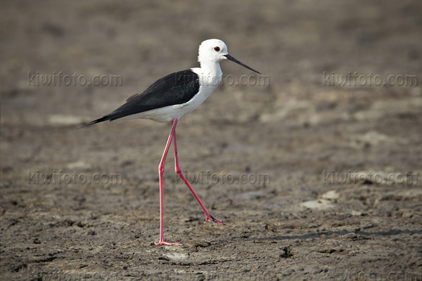 Black-winged Stilt Photo @ Kiwifoto.com