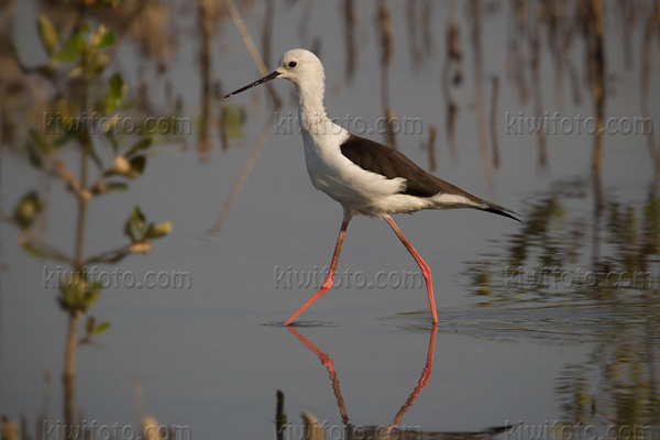 Black-winged Stilt Image @ Kiwifoto.com