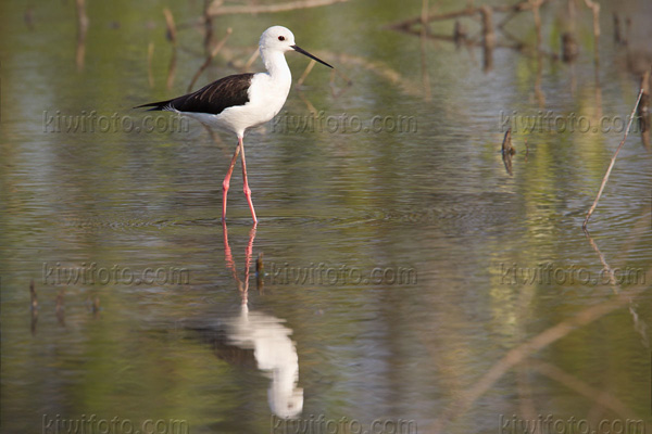 Black-winged Stilt Image @ Kiwifoto.com