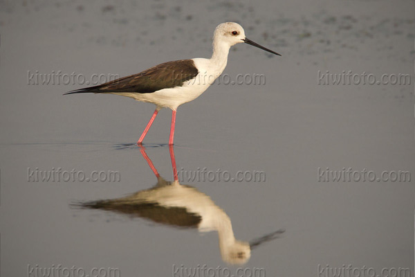 Black-winged Stilt Image @ Kiwifoto.com