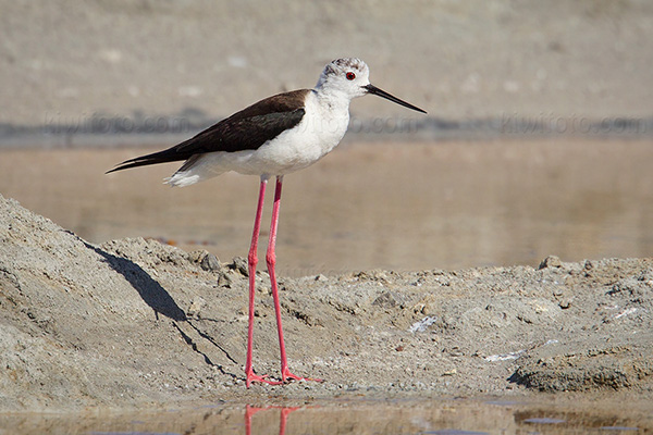 Black-winged Stilt Photo @ Kiwifoto.com