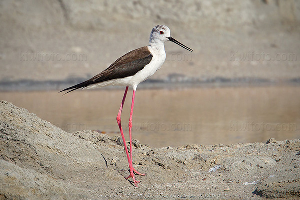 Black-winged Stilt Picture @ Kiwifoto.com