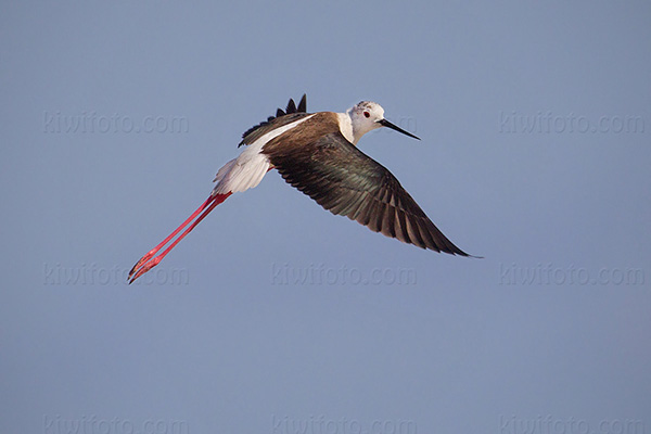 Black-winged Stilt Image @ Kiwifoto.com