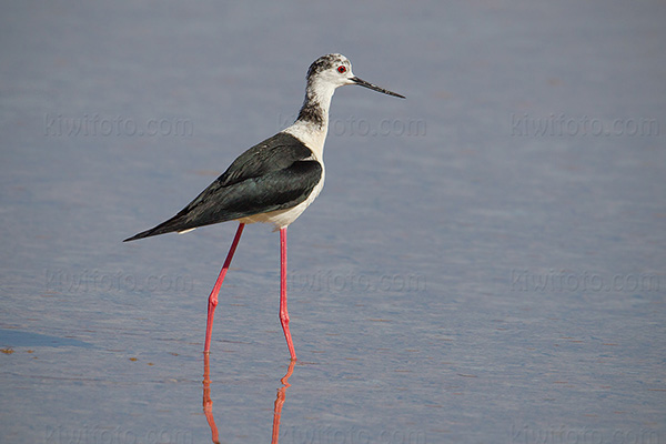 Black-winged Stilt Picture @ Kiwifoto.com