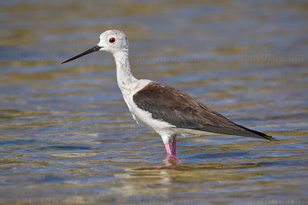 Black-winged Stilt Image @ Kiwifoto.com