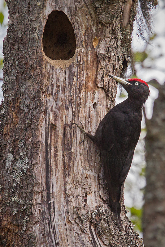 Black Woodpecker @ Stensjödal, a, Stockholms län, Sweden