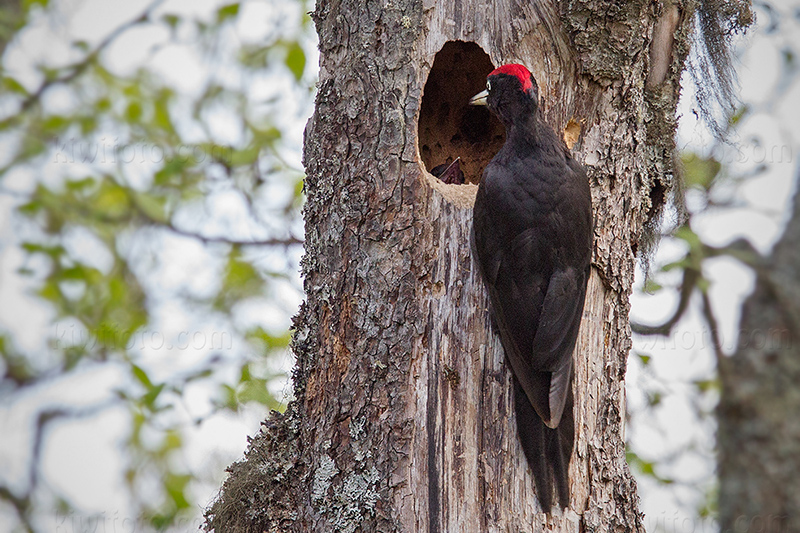 Black Woodpecker Image @ Kiwifoto.com