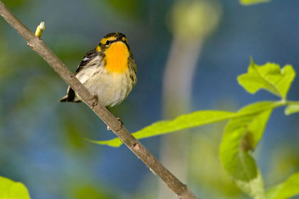 Blackburnian Warbler Image @ Kiwifoto.com