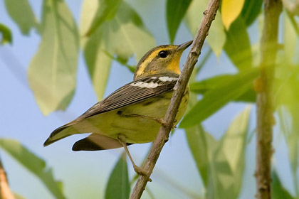 Blackburnian Warbler Image @ Kiwifoto.com
