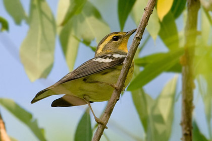 Blackburnian Warbler Photo @ Kiwifoto.com