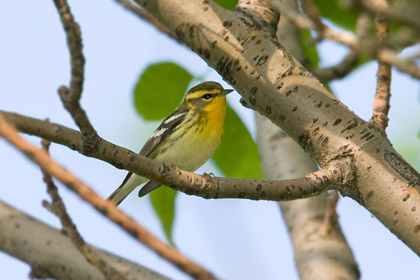 Blackburnian Warbler Picture @ Kiwifoto.com