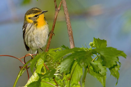 Blackburnian Warbler Image @ Kiwifoto.com