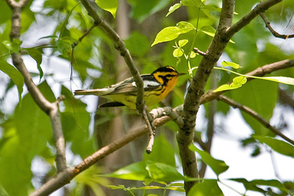 Blackburnian Warbler Image @ Kiwifoto.com