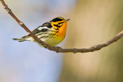 Blackburnian Warbler Image @ Kiwifoto.com