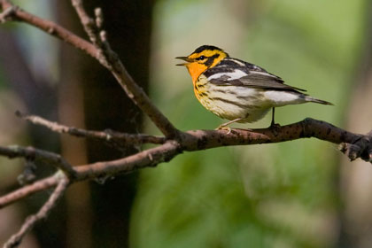 Blackburnian Warbler Image @ Kiwifoto.com