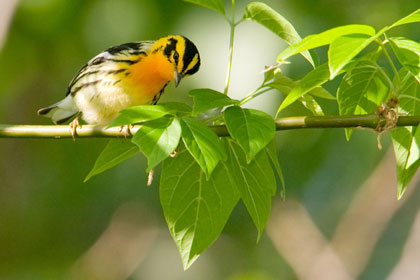 Blackburnian Warbler Image @ Kiwifoto.com