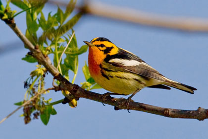 Blackburnian Warbler Image @ Kiwifoto.com