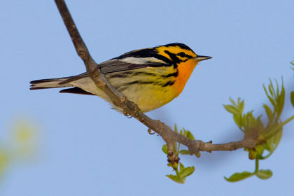 Blackburnian Warbler Photo @ Kiwifoto.com