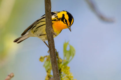 Blackburnian Warbler Image @ Kiwifoto.com